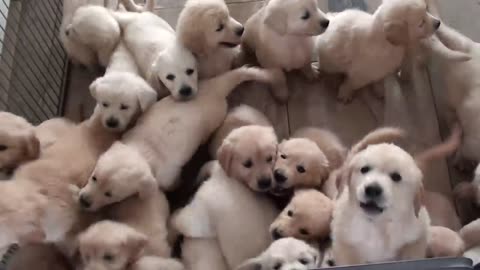 Cute golden retriever puppies