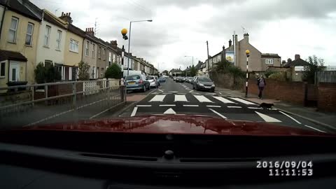 Safety minded cat uses pedestrian crossing on busy road