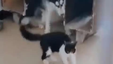 See What The Brave Cat Did To The Dog?