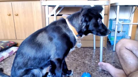 This Clever Doggy Learns How To Ring Bell For Treats