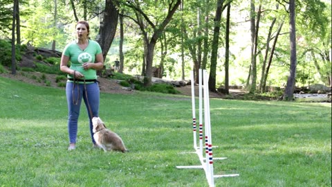 Train your dog to Weave between Poles - Critter Boutique Training Moment
