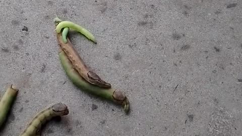 elephant caterpillar