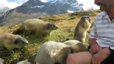 Cute marmots