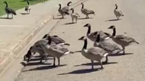 Nature Shorts: Lunch on the sidewalk, end goose slipped but saved from a fall, #geese #canadagoose
