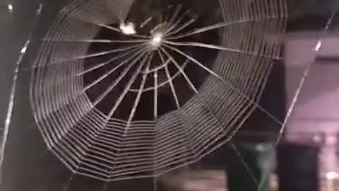 The way spiders weave their webs is just incredible