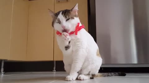 Cute Cat Funny Cat Kitten