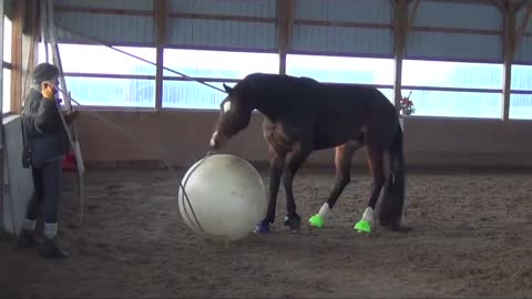 Horse Loves To Play With Giant Ball, Behaves Just Like A Little Puppy