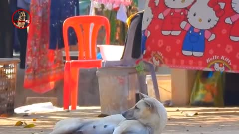 Troll Prank Dog,Fake Snake Vs Monkeys and Big Fake Lion Dog Prank Must Watch Funny Video - Troll Dog