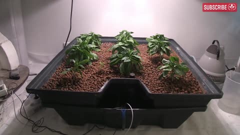 Hydroponic Growing Media