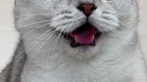 Intelligente cat funny video 🤣🤣