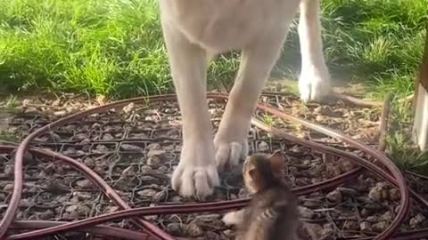 Big dog adorably confused by tiny litter of kittens