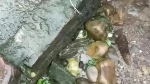 Mole with babies