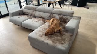 Dog Makes a Muddy Mess on the Couch