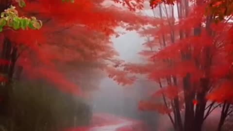 Beautiful Views of red color trees Amazing video