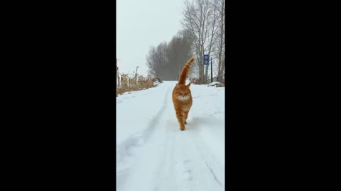 Kitten running in the snow