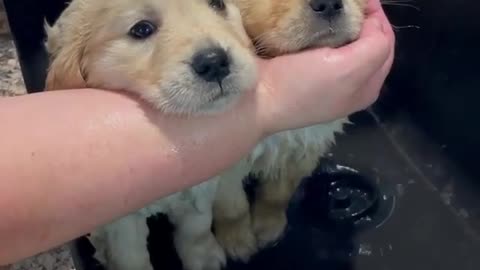 Puppies taking a bath 😍