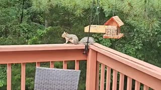 Squirrel Eats Spicy Birdseed