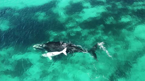 southern right whales and calves with 1 very rare albino baby whale