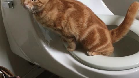 Cat instinctively uses toilet without any training