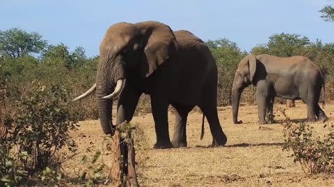 Big Elephant Video