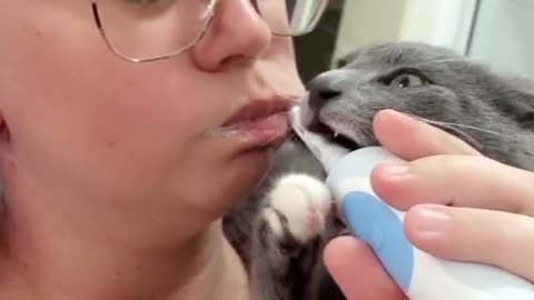 Kitten Bites on Electric Toothbrush