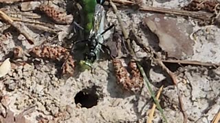 Wasp with caterpillar