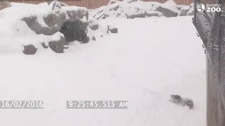 Toronto Zoo giant panda tumbles in the snow