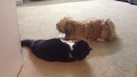 Shih Tzu vs. Tuxedo Cat