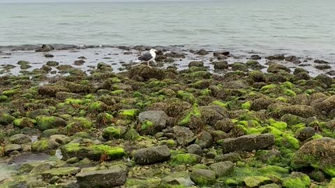 Gull on rocks