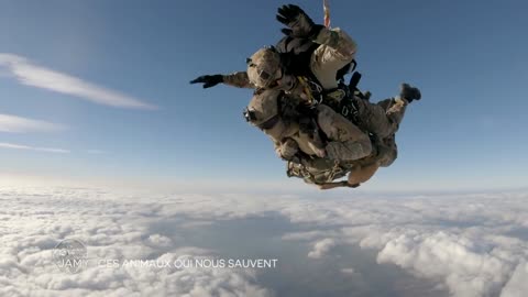 HERO WAR DOG SKYDIVES WITH SOLDIER: GERMAN SHEPHERD DOGS IN THE MILITARY.