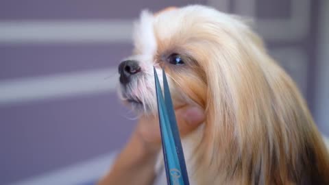 Un petit chiot en colère ! mais c'est tellement mignon que je n'ai pas eu peur du tout!!✂️❤️🐶