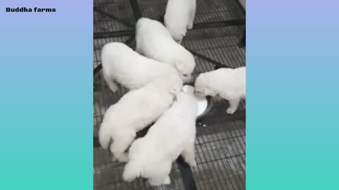 Free dog adoption white pomeranian puppies free dog adoption 2022