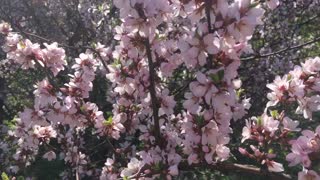 The cherry blossoms and the bumblebee flies