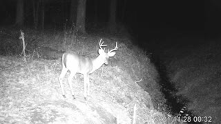 North Carolina Buck