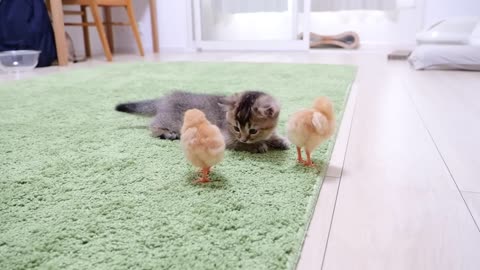 Cute Little Chicken vs Funny Kittens Video's | Cute Cats Videos