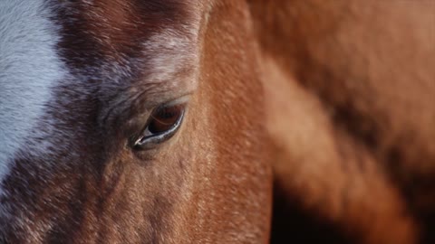 Horse eyes are beautiful.