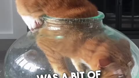 "Liquid Cats: Masters of Flexibility & Hilarious Adaptation!"
