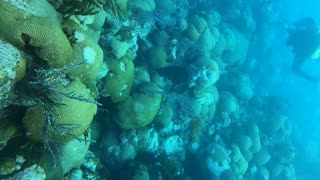 Reef off East Side of Spittal Pond, Bermuda.