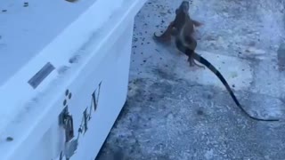 Iguana Flees Floridian and Runs Off Dock