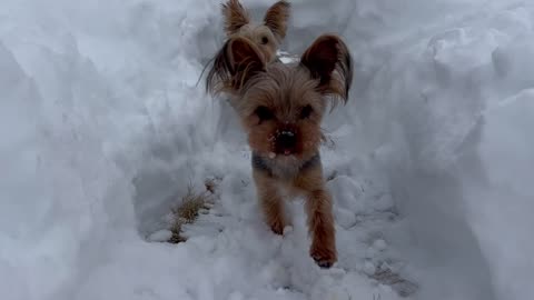 Playful Yorkies Have Fun In The Snow