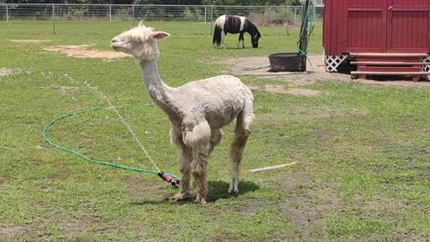 Alpaca plays with sprinkler