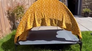 Dog Using New Bed to Escape Sun Fails Successfully