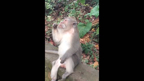 Monkey picks nose with stick snd eats it