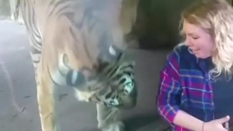 Grávida tira selfie com tigre e o animal tem reação inesperada