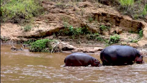 Mother Hippo Escorts Her Baby Across Dangerous African River