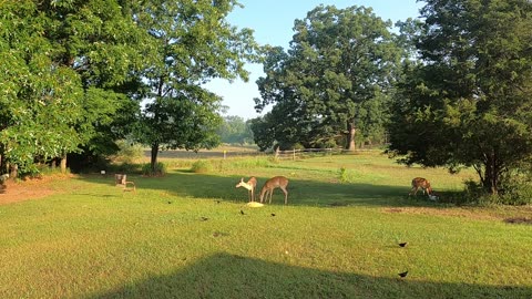 Deer and Sand hill cranes