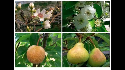 Plant Culture 02 Iranian Fruit Genepool