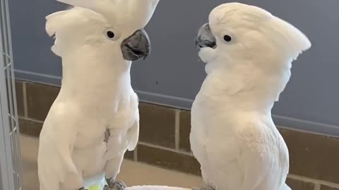 Cockatoo Parrots Dancing and Having Fun