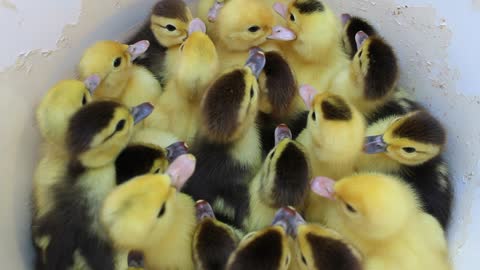 How amazing are Muscovy ducklings when they hatch from eggs