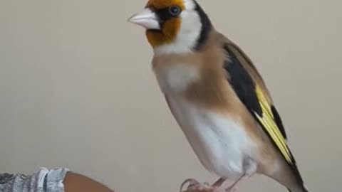 Wonderful Gold Finch bird